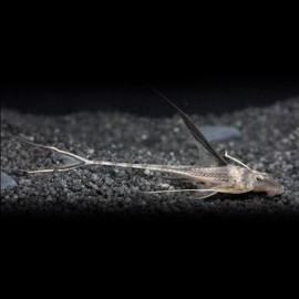 Lamontichthys filamentosus M