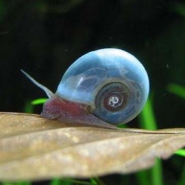 Planobarius corneus blue M