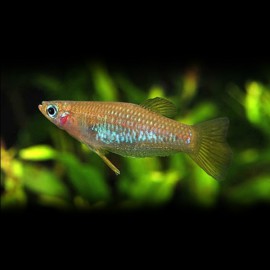 Alfaro cultrarus gold 4-5cm