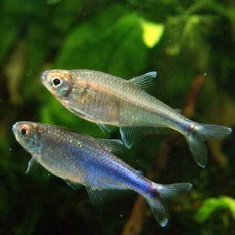 Arobrycon ipanquianus 2-3cm