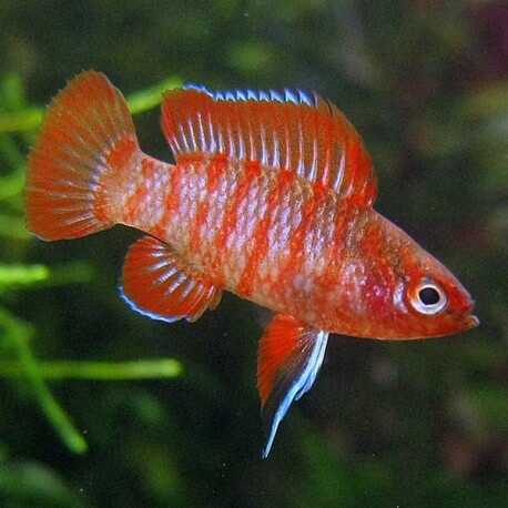 Badis bengalensis red 1-2cm