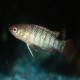 Badis bengalensis white female 1 cm