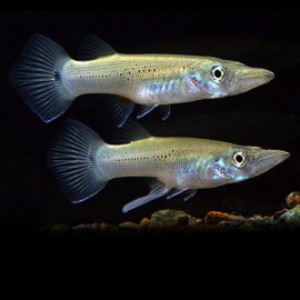 Belonesox belizanus 4 - 5 cm