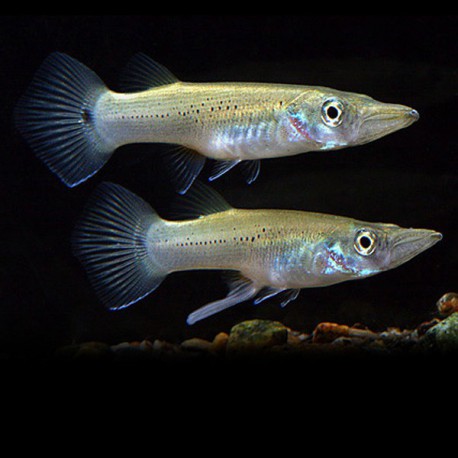 Belonesox belizanus 4 - 5 cm