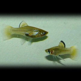 Phallichthys amates 2-3cm