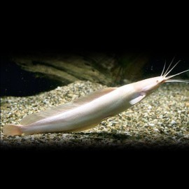 Clarias batrachus albín > 8 cm