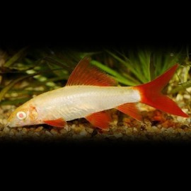 Labeo frenatus albinos 7-8cm