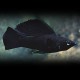 Poecilia latipina « Molly » black hi-fin 6-7cm