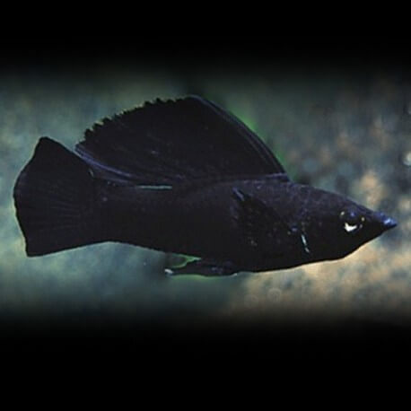 Poecilia latipina « Molly » black hi-fin 6-7cm