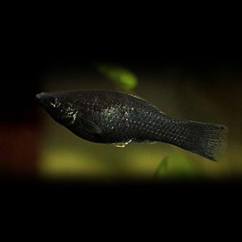 Poecilia sphenops black molly 3,5 - 5 cm