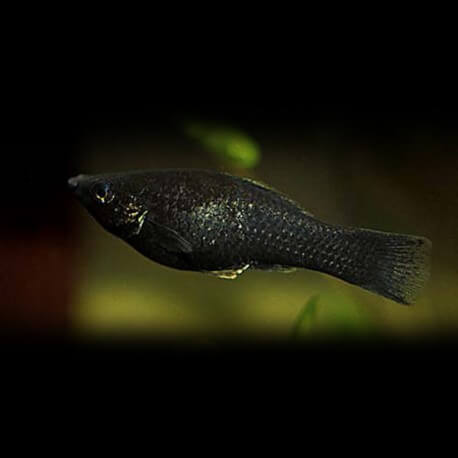 Poecilia sphenops black molly XL