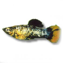 Poecilia sphenops gold black molly 3 - 4 cm