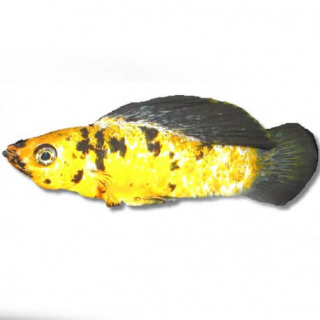 Poecilia velifera gold leopard 5cm