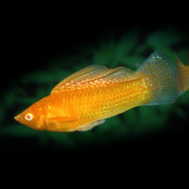 Poecilia velifera red gold 6 - 7 cm