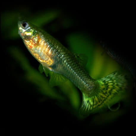 Poecilia reticulata « guppy » femelle green butterfly 3-4cm