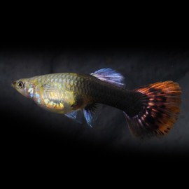 Poecilia ret. female multicolor 3 - 4 cm