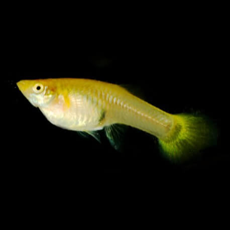 Poecilia reticulata female yellow 3 - 4 cm