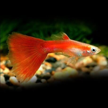 Poecilia ret. male half black red delta neon 3,5 - 4 cm