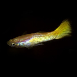 Poecilia ret. male lemon 3 - 4 cm