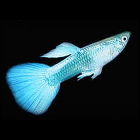 Poecilia ret. male metallic blue neon XL