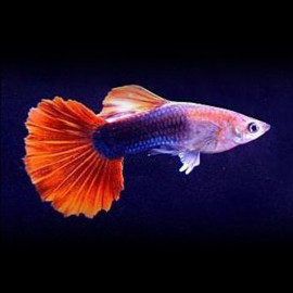 Poecilia ret. male red dark tuxedo XL