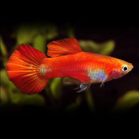 Poecilia ret. male red delta neon 3,0 - 3,5cm