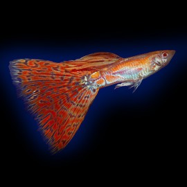 Poecilia reticulata « guppy » mâle redgrass XL