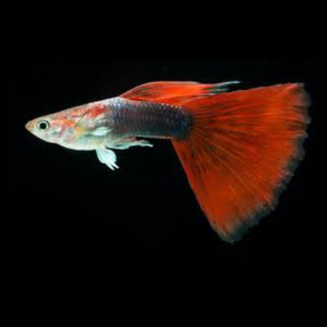 Poecilia reticulata male tuxedo red 3 - 4 cm