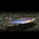 Danio kyathit 3 cm