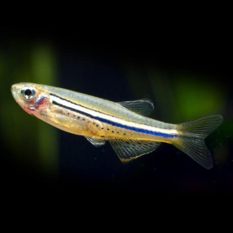 Danio nigrofasciatus 3-4cm