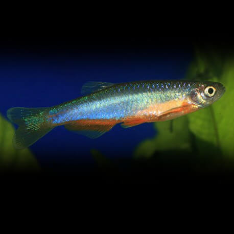 Danio rosea 2 - 2,5cm