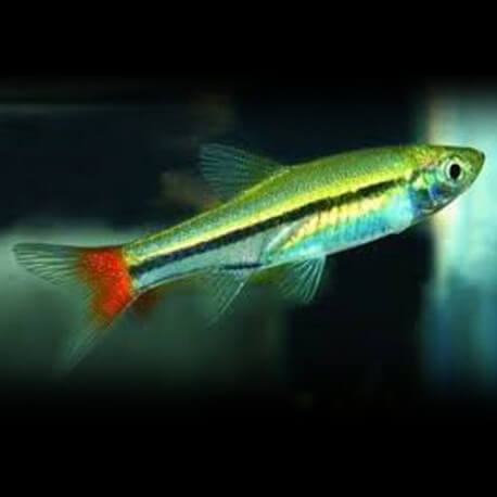 Rasbora borapetensis > 2,5 cm