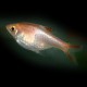 Rasbora heteromorpha gold 2,5 cm