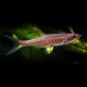 Rasbora pauciperforata 2,5 - 3 cm