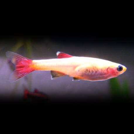 Tanichthys albonubes gold 3 cm