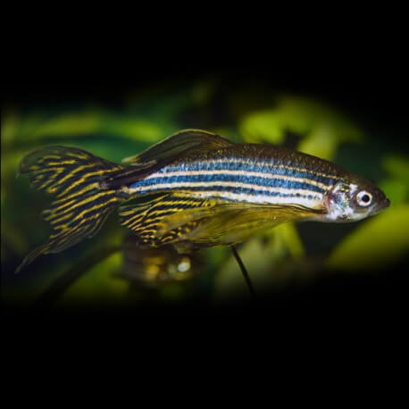 Brachydanio « Danio » rerio voile M