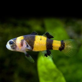 Brachygobius xanthozona "abeille" M