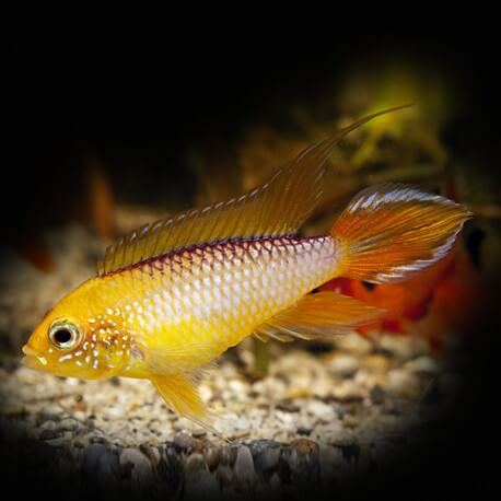 Apistogramma agassizi gold rouge M