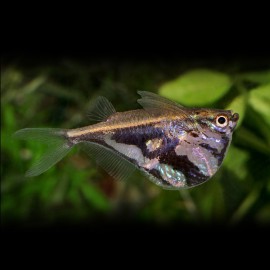Carnegiella strigata L