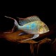 Geophagus megasema P/M