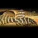 Hypancistrus sp L270 M