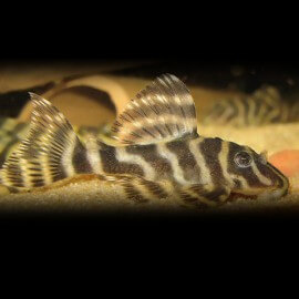Hypancistrus sp L270 M