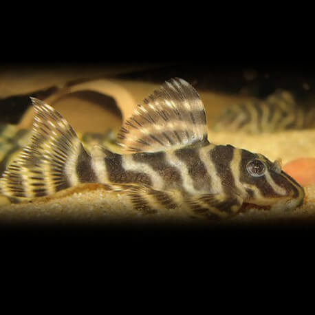 Hypancistrus sp L270 M