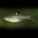 Rasbora dorsiocellata M