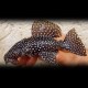Hypancistrus sp L029 L