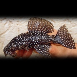 Hypancistrus sp L029 L