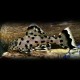 Leporacanthicus joselimai L264 L