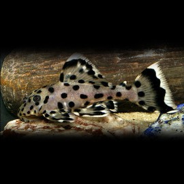 Leporacanthicus joselimai L264 L
