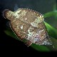 Monocirrhus polyacantus L