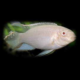 Pelvicachromis pulcher albinos M